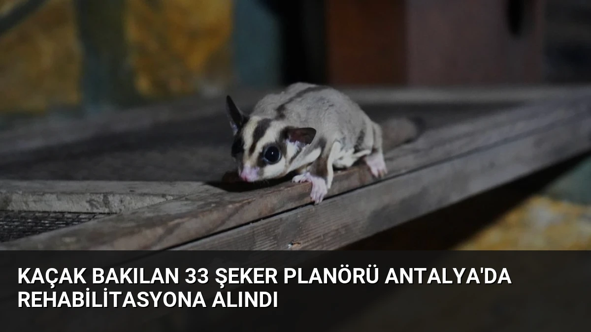 Kaçak Bakılan 33 Şeker Planörü Antalya’da Rehabilitasyona Alındı