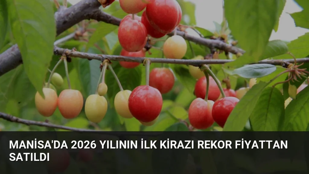 Manisa'da 2026 Yılının İlk Kirazı Rekor Fiyattan Satıldı