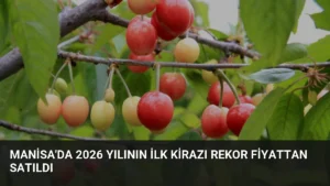 Manisa'da 2026 Yılının İlk Kirazı Rekor Fiyattan Satıldı