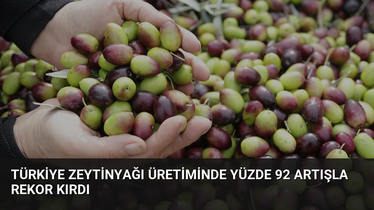 Türkiye Zeytinyağı Üretiminde Yüzde 92 Artışla Rekor Kırdı