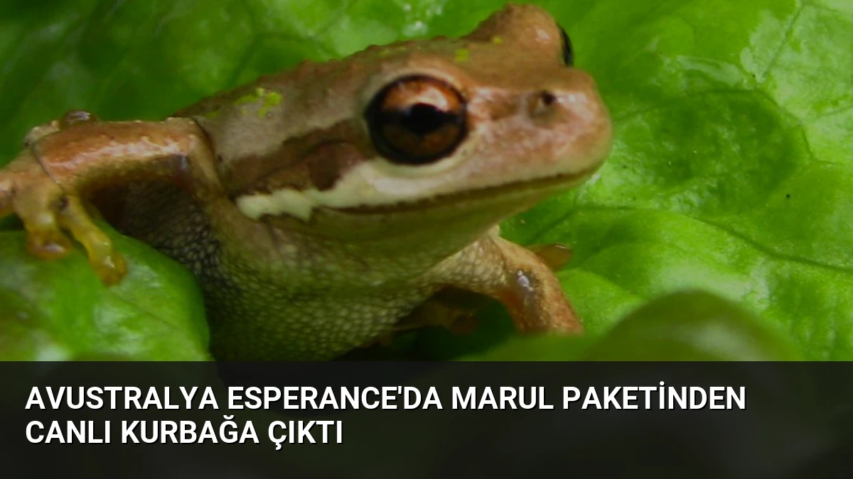 Avustralya Esperance’da Marul Paketinden Canlı Kurbağa Çıktı