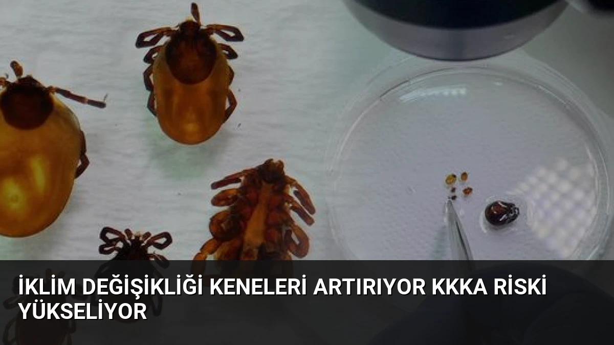 İklim Değişikliği Keneleri Artırıyor KKKA Riski Yükseliyor