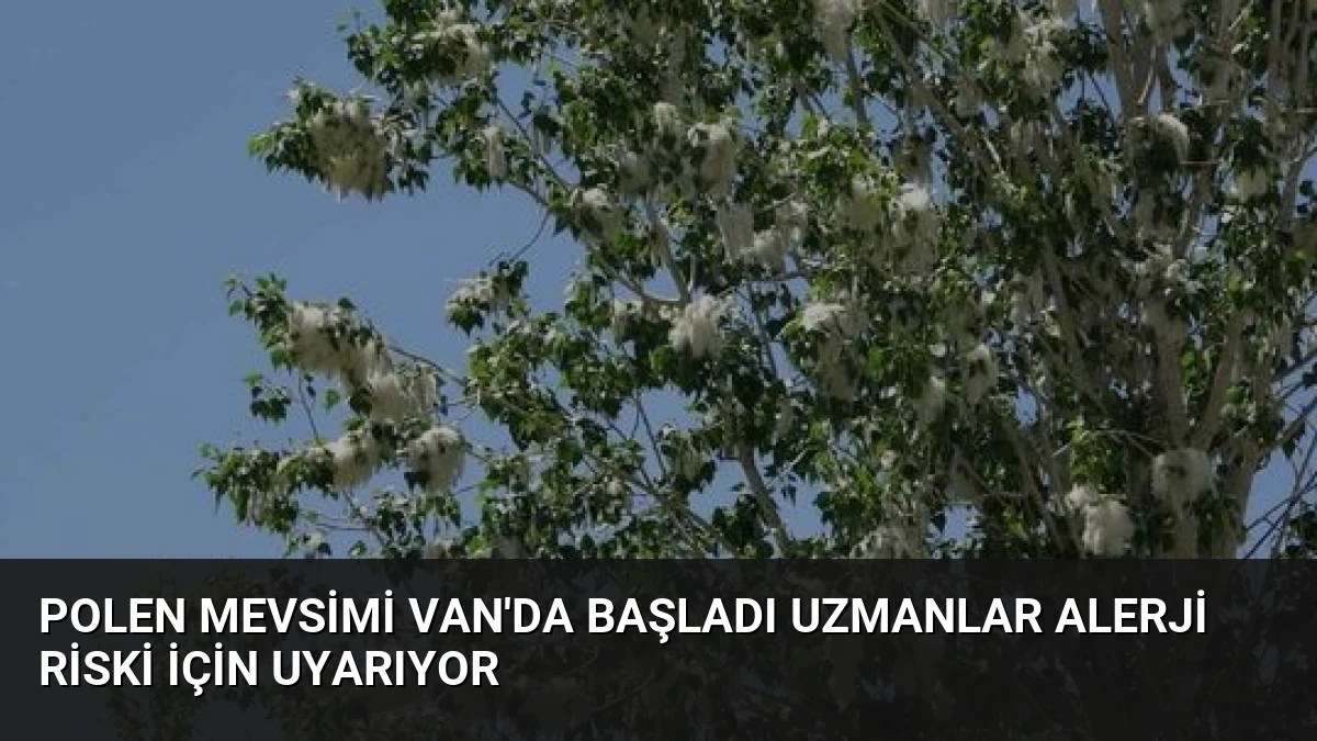 Polen Mevsimi Van’da Başladı Uzmanlar Alerji Riski İçin Uyarıyor